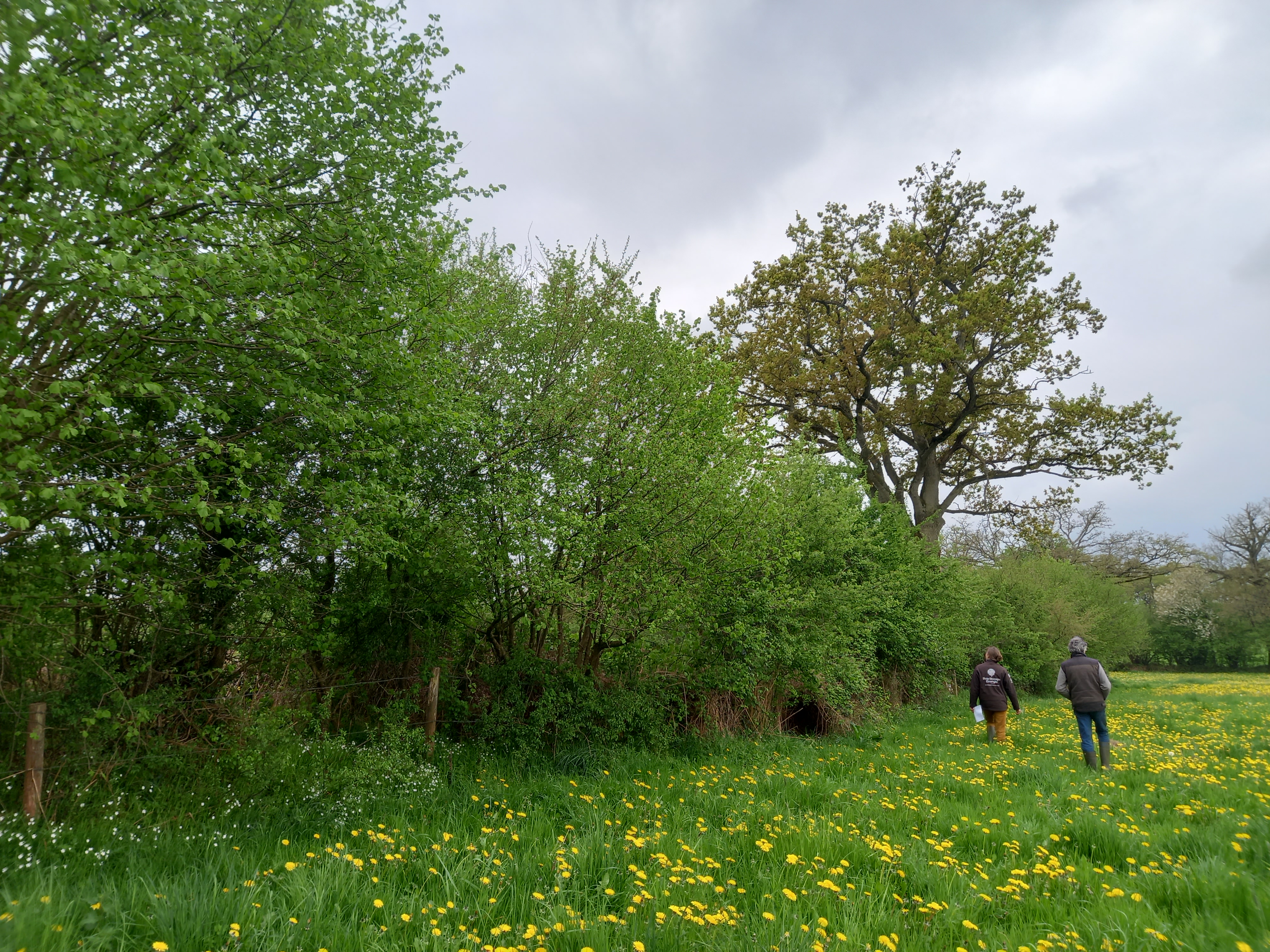 Gestion durable des haies bocagères dans l'Orne