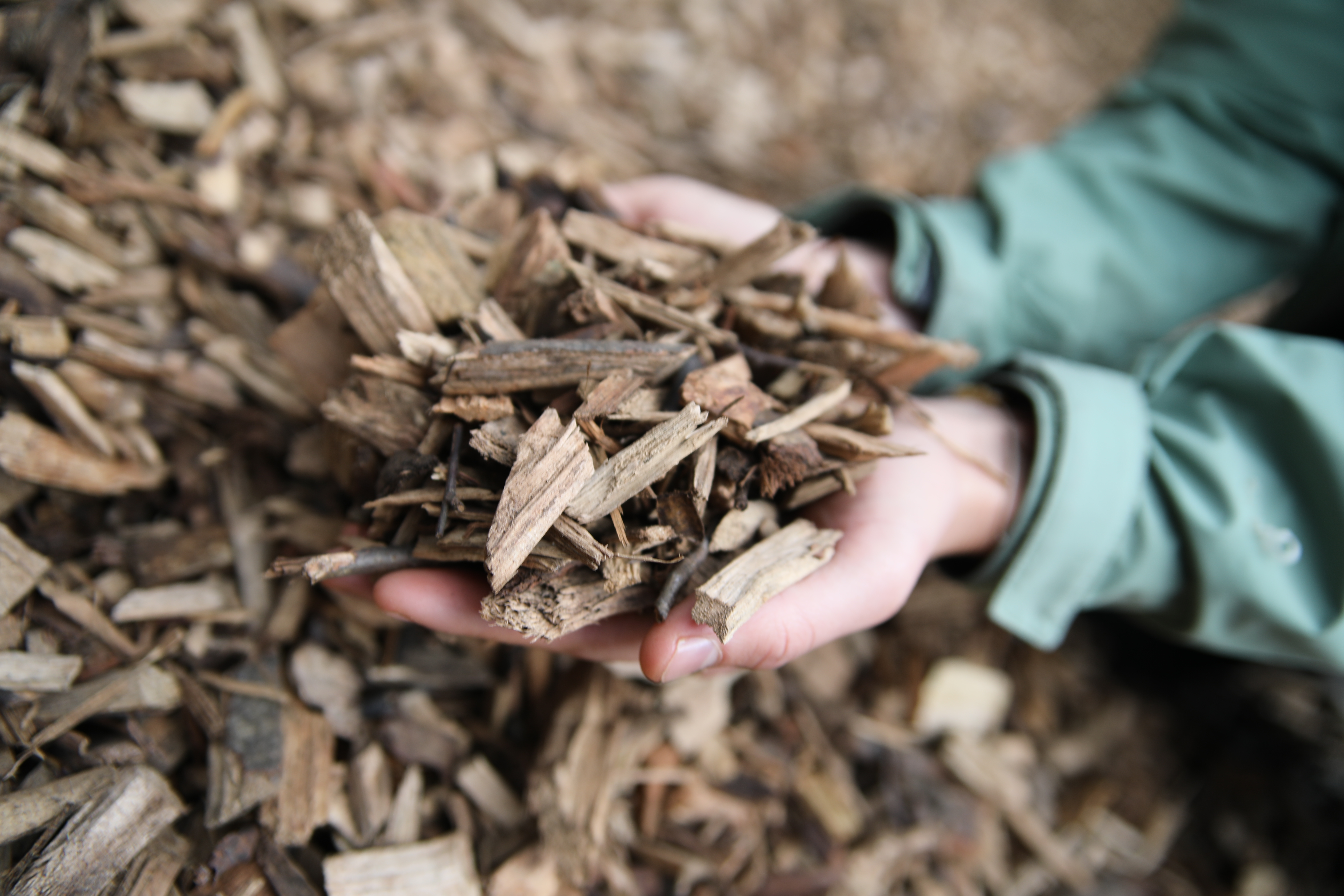 Bois déchiqueté issu des haies bocagères